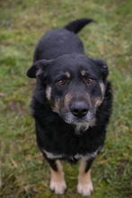 CHIPNR256305, Hund, Mischlingshund in Kroatien