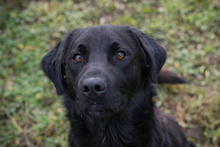 ARNE, Hund, Mischlingshund in Kroatien
