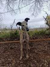 ALEXA, Hund, Greyhound-Mischling in Spanien