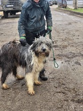 THOR, Hund, Herdenschutzhund-Mix in Bulgarien