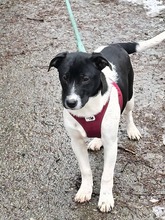 IZZI, Hund, Mischlingshund in Bulgarien