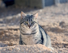 PUNTEH, Katze, Europäisch Kurzhaar in Kroatien