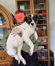 NANNI, Hund, Mischlingshund in Mühldorf