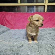 LENI2, Hund, Mischlingshund in Rumänien