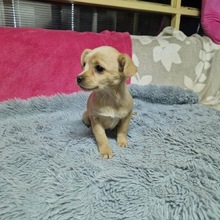 LUNA, Hund, Mischlingshund in Rumänien