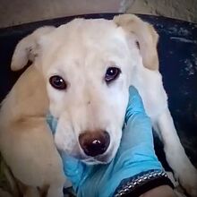 AURORA, Hund, Mischling in Italien