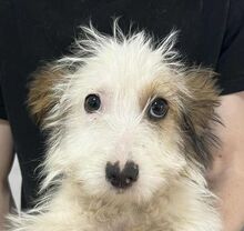 KRÜMELCHEN, Hund, Mischlingshund in Rumänien