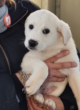 POLAR, Hund, Mischlingshund in Italien