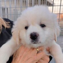 JUPITER, Hund, Mischlingshund in Italien