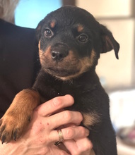 VITO, Hund, Mischling in Italien