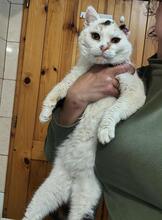 ANYA, Katze, EKH Mix in Bulgarien