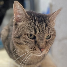 MILKA, Katze, Europäisch Kurzhaar in Spanien