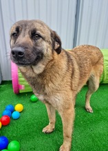 HOPE, Hund, Mischlingshund in Neumarkt