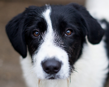 DONNA, Hund, Mischlingshund in Darmstadt