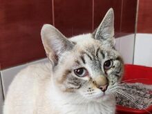 CAIMA, Katze, Europäisch Kurzhaar in Rösrath