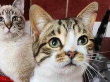 COLORADO, Katze, Europäisch Kurzhaar in Rösrath