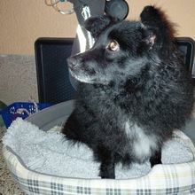 ANNIE, Hund, Hrvatski Ovcar-Mudi-Mix in Framersheim