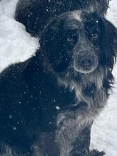 VALIK, Hund, Russischer Spaniel in Russische Föderation