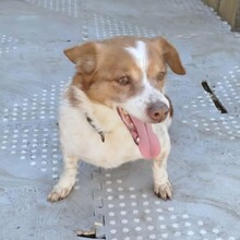 MILO, Hund, Mischlingshund in Griechenland