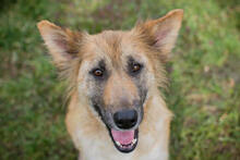 NALA, Hund, Mischlingshund in Kroatien