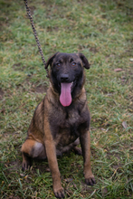 ANGELA, Hund, Malinois-Mix in Kroatien