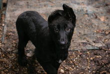 NERINO, Hund, Mischlingshund in Kroatien