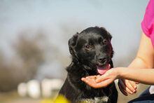 TIBIKE, Hund, Mischlingshund in Römerstein