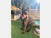 RENAUD, Hund, Mischlingshund in Spanien