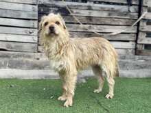 SUNNY, Hund, Mischlingshund in Spanien