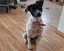 CHIHIRO, Hund, Mischlingshund in Gilching