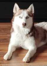 SKY, Hund, Siberian Husky in Neukirchen