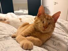 SAMSON, Katze, Europäisch Kurzhaar in Bensheim