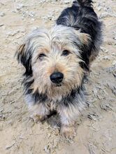 LINUS, Hund, Mischlingshund in Brieselang