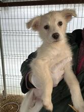 LINDA, Hund, Mischlingshund in Rumänien