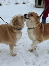 GESINE, Hund, Mischlingshund in Rumänien