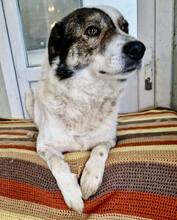 GEORGIE, Hund, Mischlingshund in Rumänien