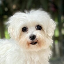 PEGGY, Hund, Bichon Maltais in Burgdorf