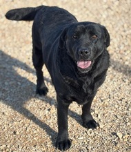 DORIAN, Hund, Labrador-Mix in Herxheim
