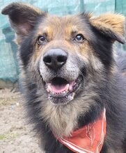 ADRIEL, Hund, Mischlingshund in Rumänien