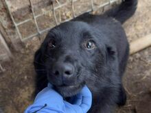 LUGH, Hund, Mischlingshund in Rumänien