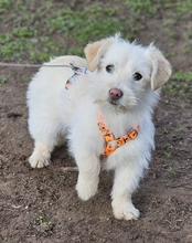 USANDRA, Hund, Mischlingshund in Ungarn