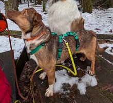 FILOU, Hund, Mischlingshund in Lauf