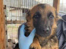 FJELLE, Hund, Mischlingshund in Rumänien