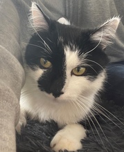 KUKI, Katze, Europäisch Kurzhaar in Rumänien