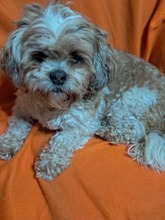 FULGI, Hund, Mischlingshund in Rumänien