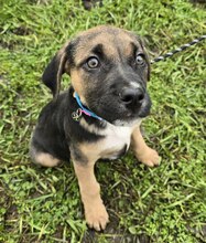 RUDI, Hund, Schäferhund Mischling in Ungarn