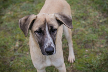GUNTER, Hund, Mischlingshund in Kroatien