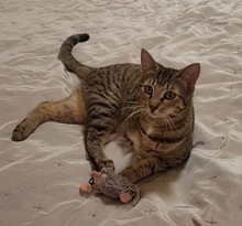 TRACY, Katze, Europäisch Kurzhaar in Alsbach-Hähnlein