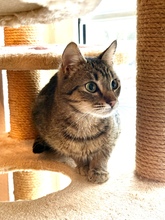 TAPIO, Katze, Hauskatze in Hannover