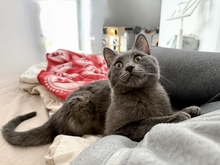 MYSTOGAN, Katze, Hauskatze in Hannover